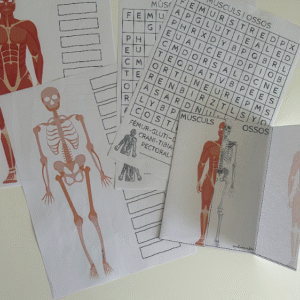 MATERIAL CUERPO HUMANO