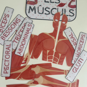 DECO MรSCULOS