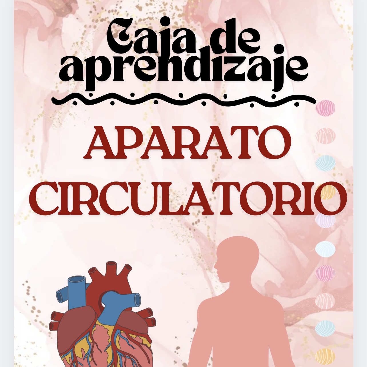 CAJA DE APRENDIZAJE A.CIRCULATORIO